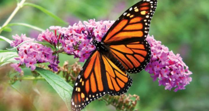 Butterfly Academy