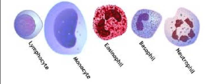 CBC: The 5 Types of White Blood Cells (WBCs) 