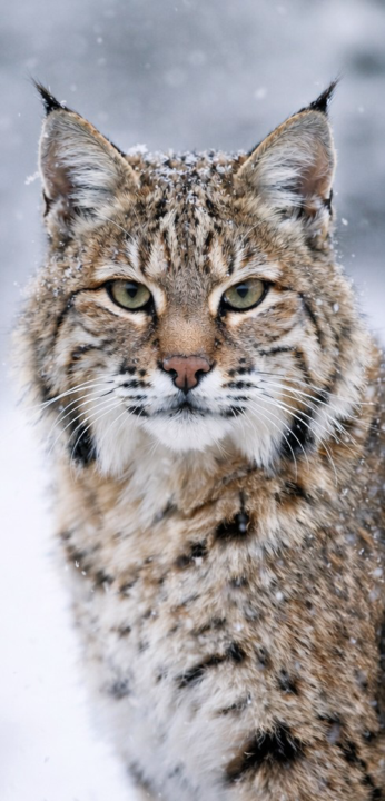Krafttier Rotluchs · Wochenimpuls