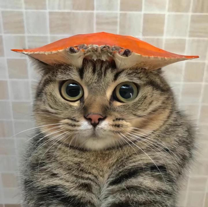 Hoàng Phượng Nguyễn