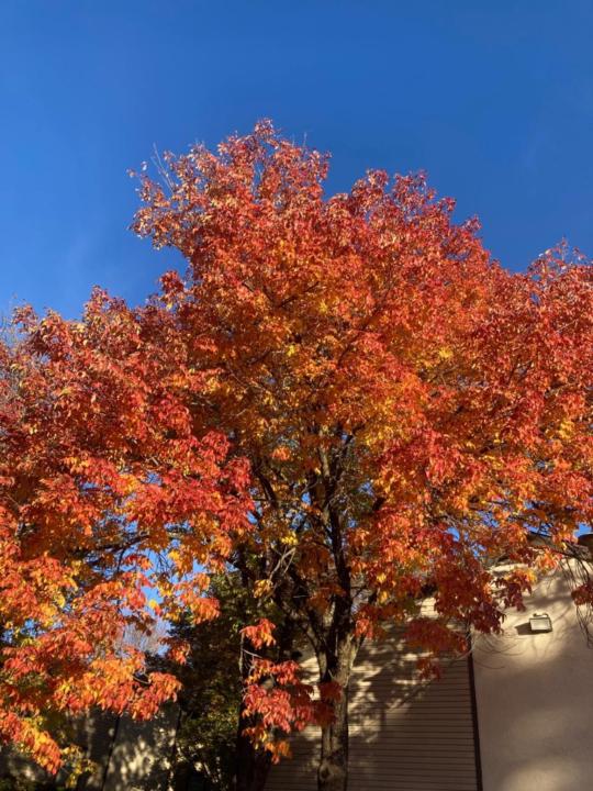 Maria de los Angeles Angeles C