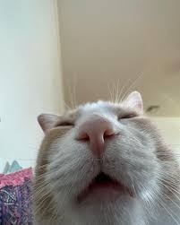 Bo Bo