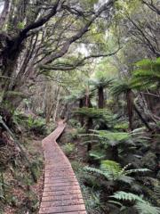David King