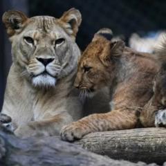 Aminata morcany Camara