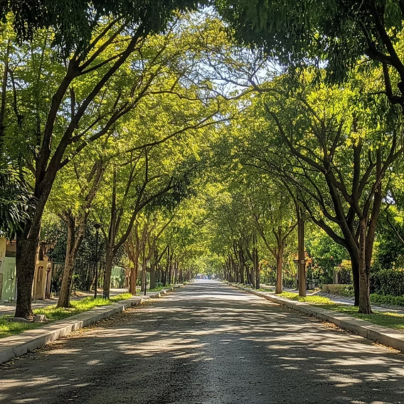 🌿 Una mujer empezó a caminar diariamente entre árboles y naturaleza.