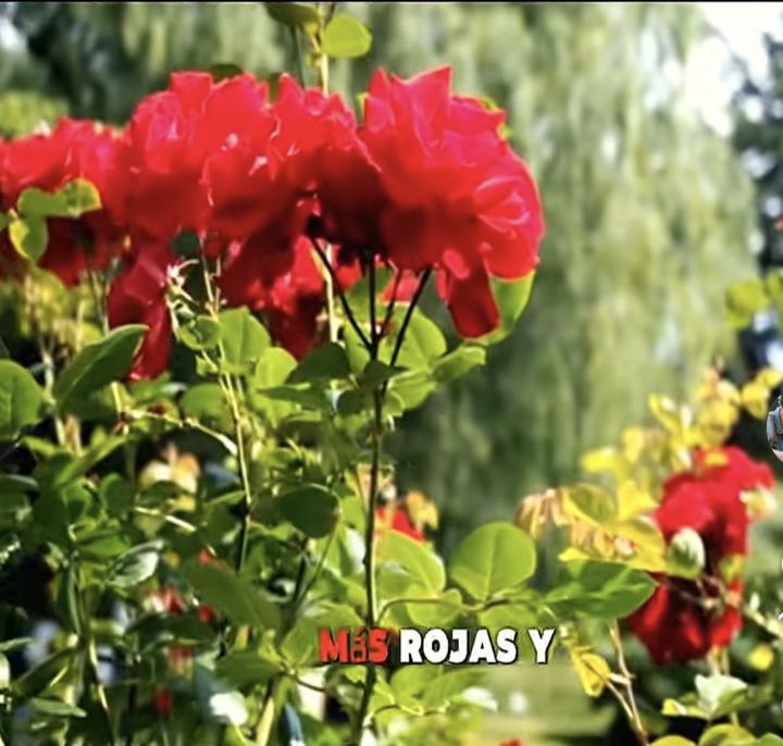 $ ROSAS $🌹🌹🌹🌹🌹🌹