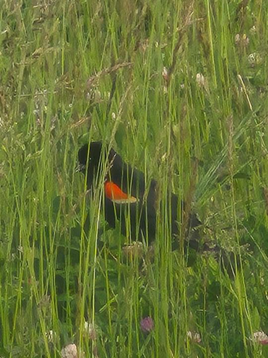 Samantha Merrell Tate