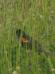 Samantha Merrell Tate