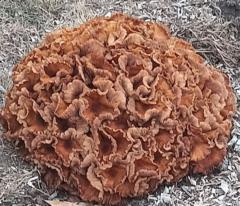 A man known as Bubby