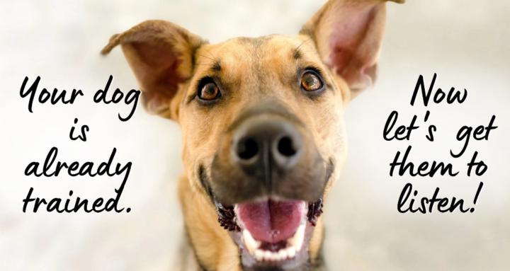 Lori Anne Canine Behavior