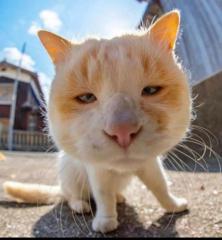 Hamzaagmedfan Blahblah