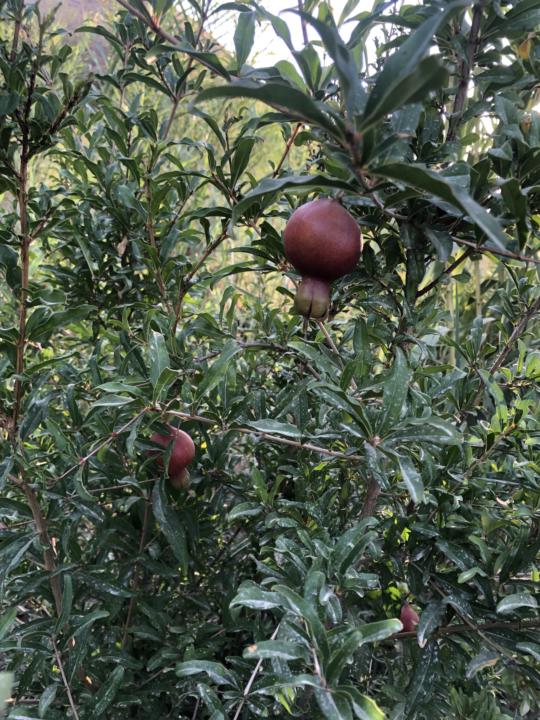 Fig or pomegranate?