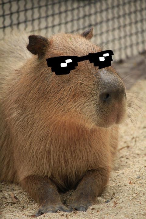 Capybara Capybara