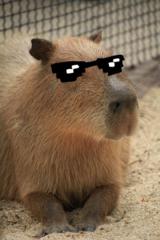 Capybara Capybara