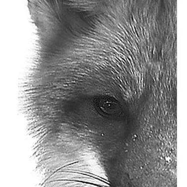 C Fox