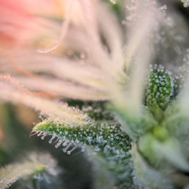 Cap OfLoom