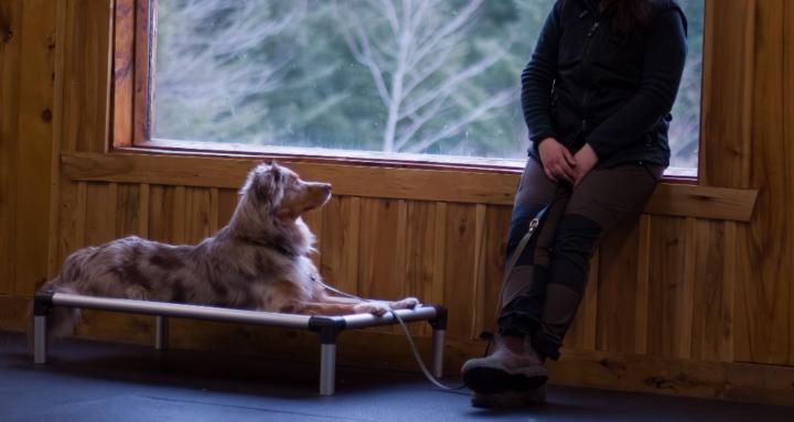 BÂTIR UN CHIEN ÉQUILIBRÉ !