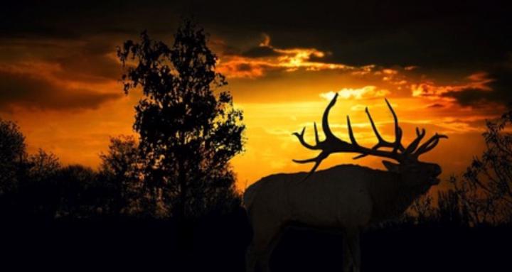 Hunting and Survival School