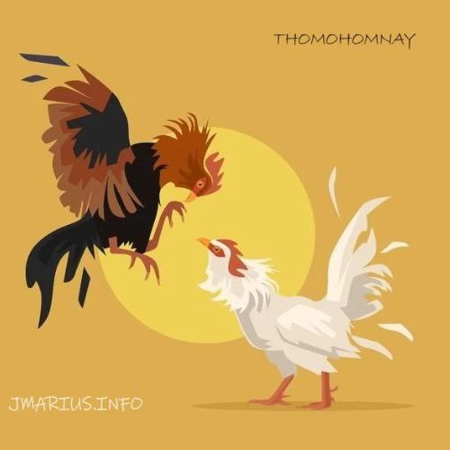 Trực tiếp đá gà Thomo