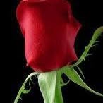 Abdul Wahid