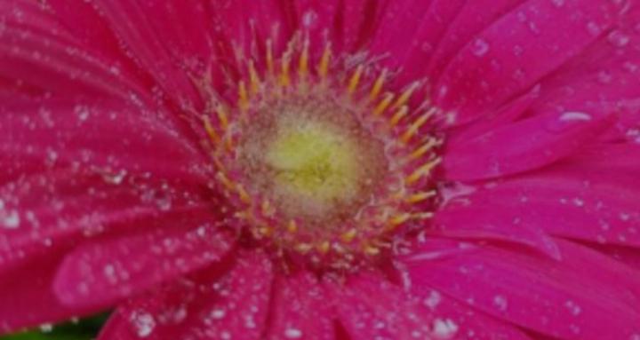 Every daisy is different