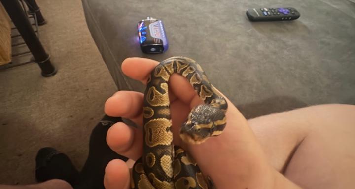 Ball python