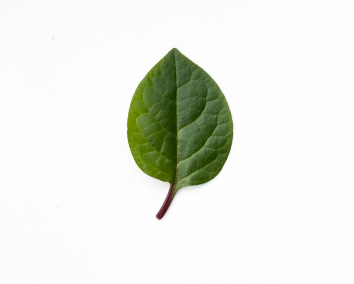 G A