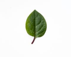 G A