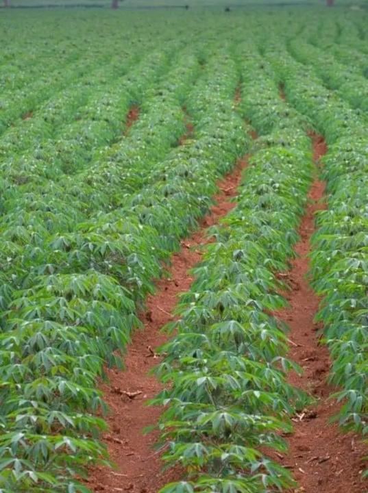 Trying to Build a Cassava Business with Just a Vision and Action