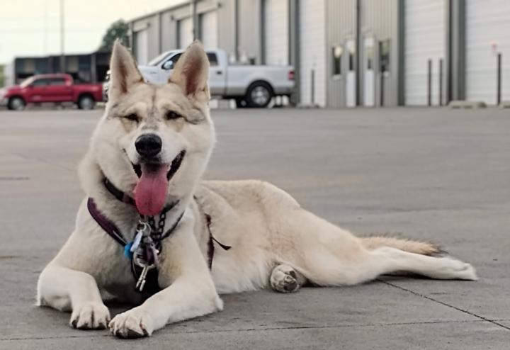 Ammy girl has Trailing and Locating trials this weekend with NASDA. She is currently ranked #25 among mixed breed dogs. So getting more points to go higher. Wish her good luck 🤞.