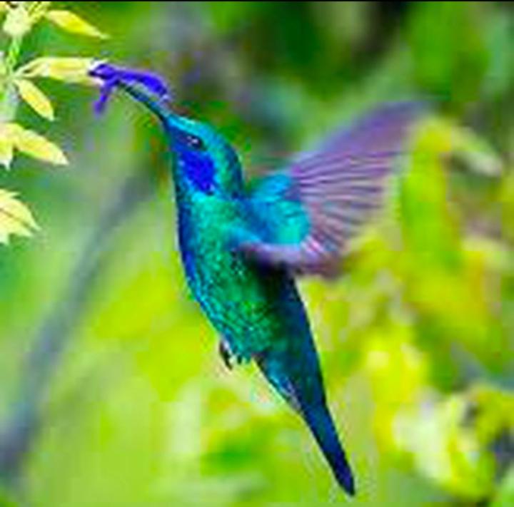 Eternal Hummingbird