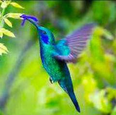 Eternal Hummingbird