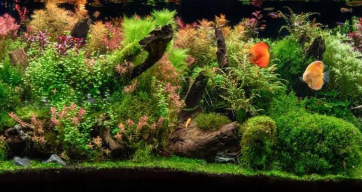 Aquarium Care & Maintenance