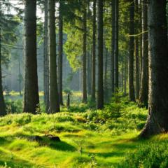 Artemisia M. Naldini