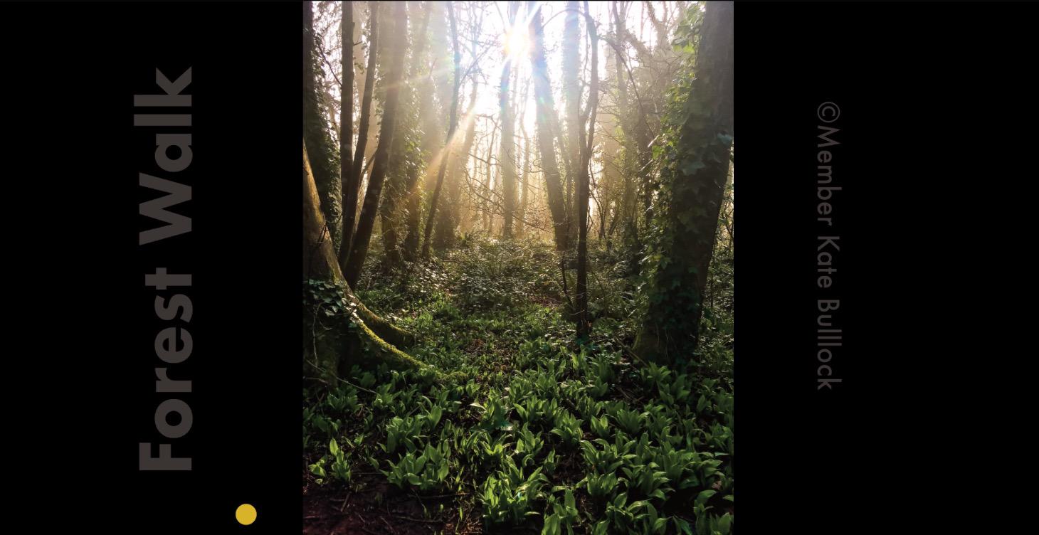 Paint this image - Forest Walk