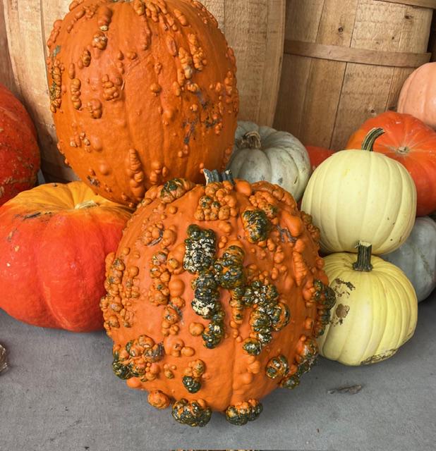 Paint My Image ~ Pumpkins