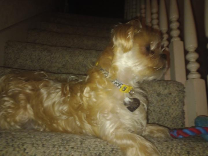 If you feel like it, share your fur baby pictures.