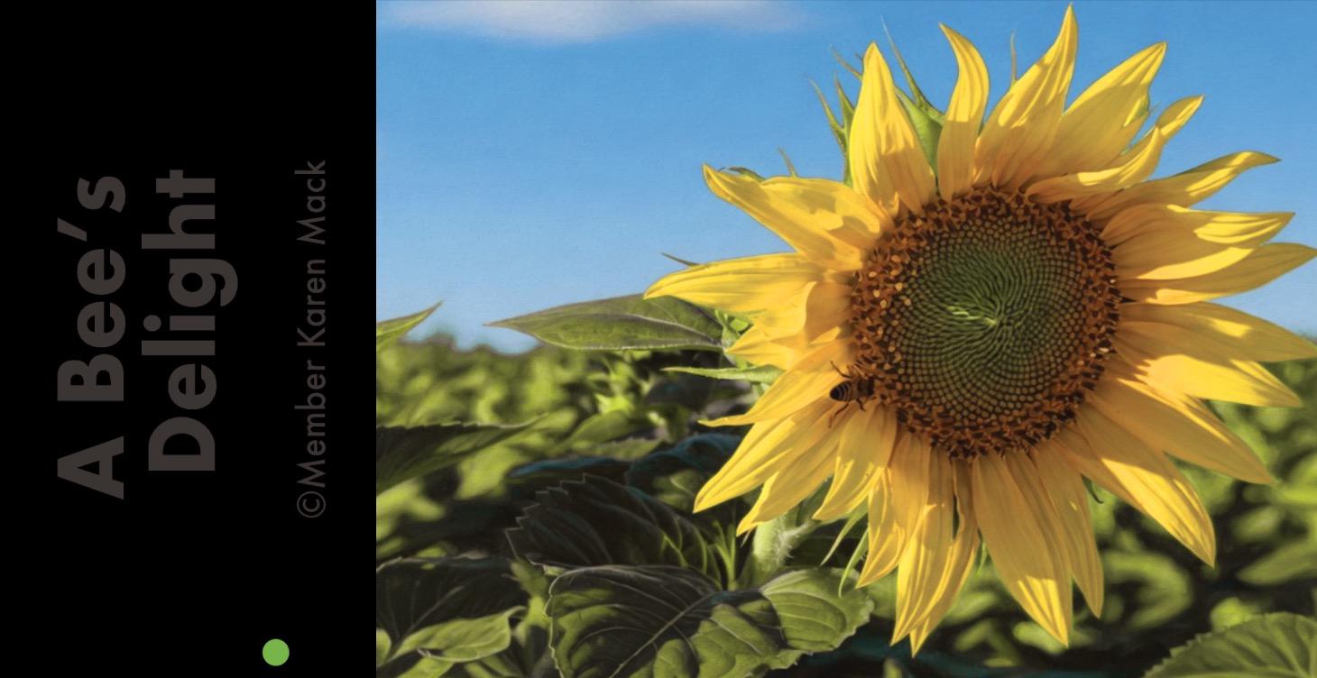 Paint this image - A Bee's Delight