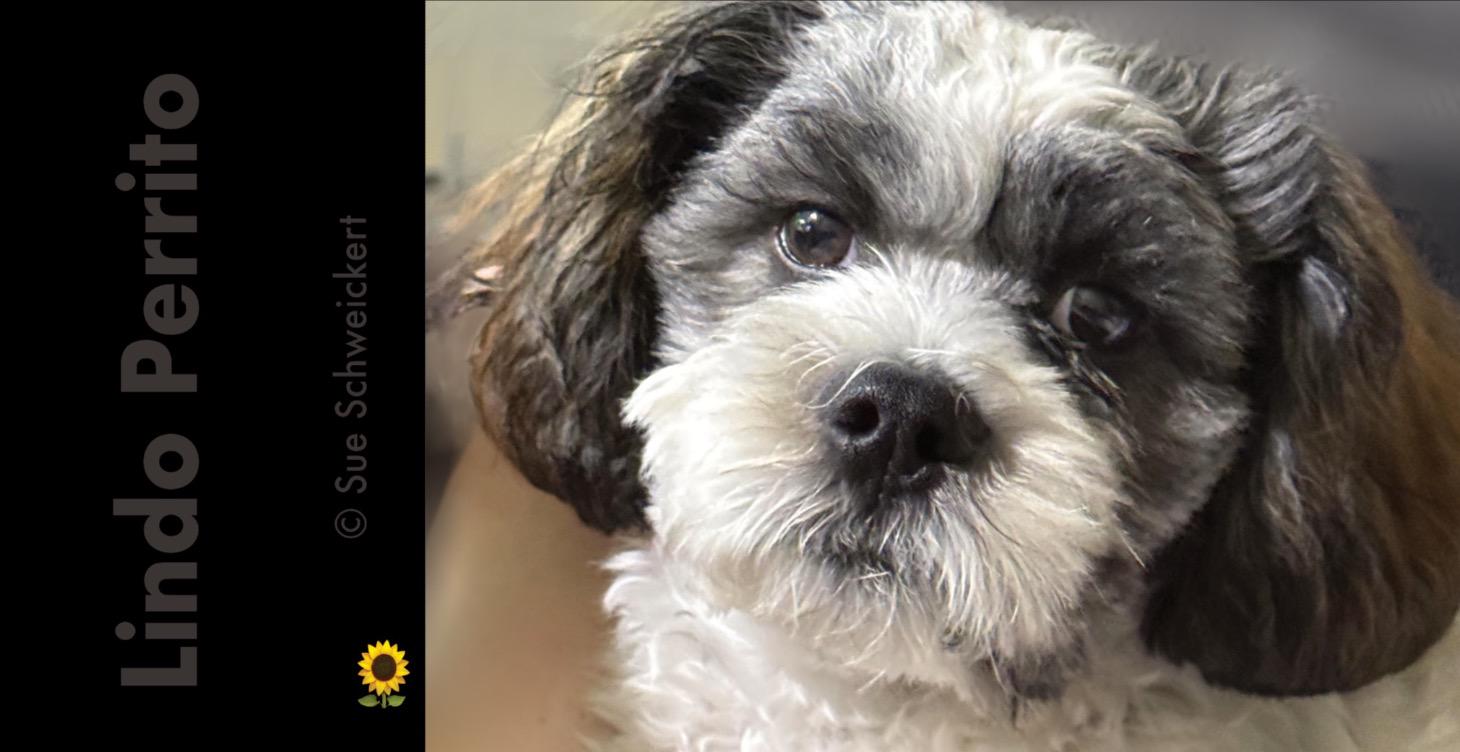 Paint this image - Lindo Perrito