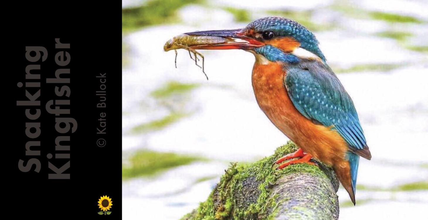 Paint this image - Snacking Kingfisher