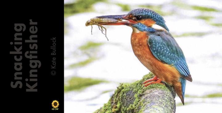 Snacking Kingfisher!! Who's Coming Sunday?? 