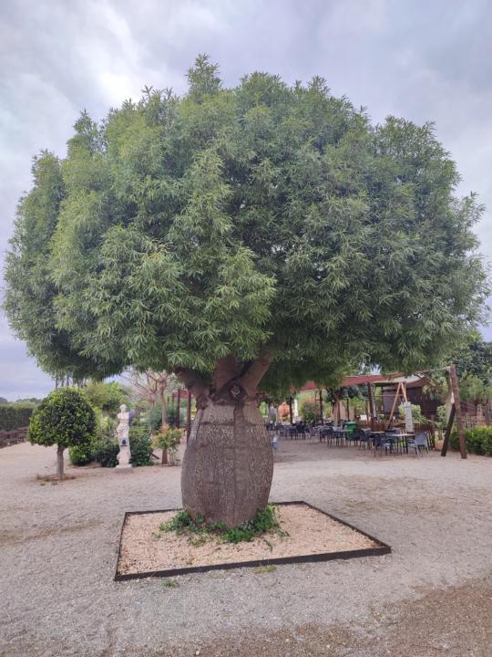 Toni Soria