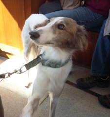 Gabriella Ostermaier