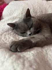 Цветея Янчева