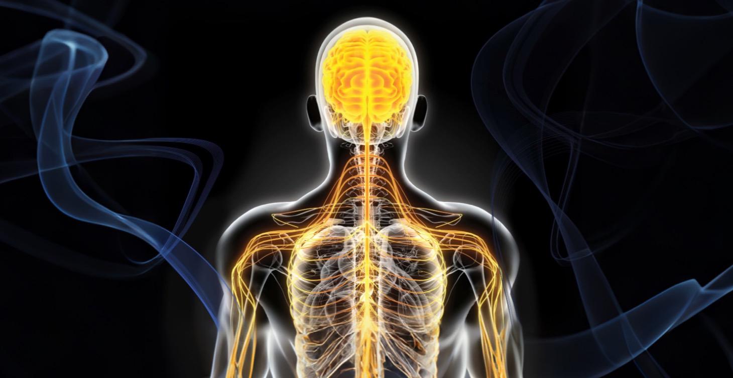 Nervous System Basics