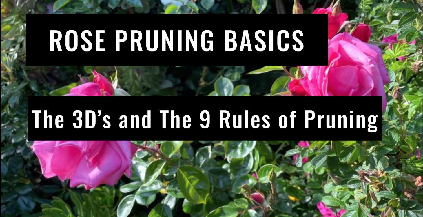 The 3D's and The 9 Rules of Pruning