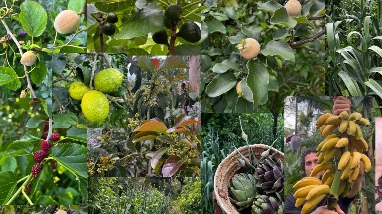 Ser Bosques de Alimentos