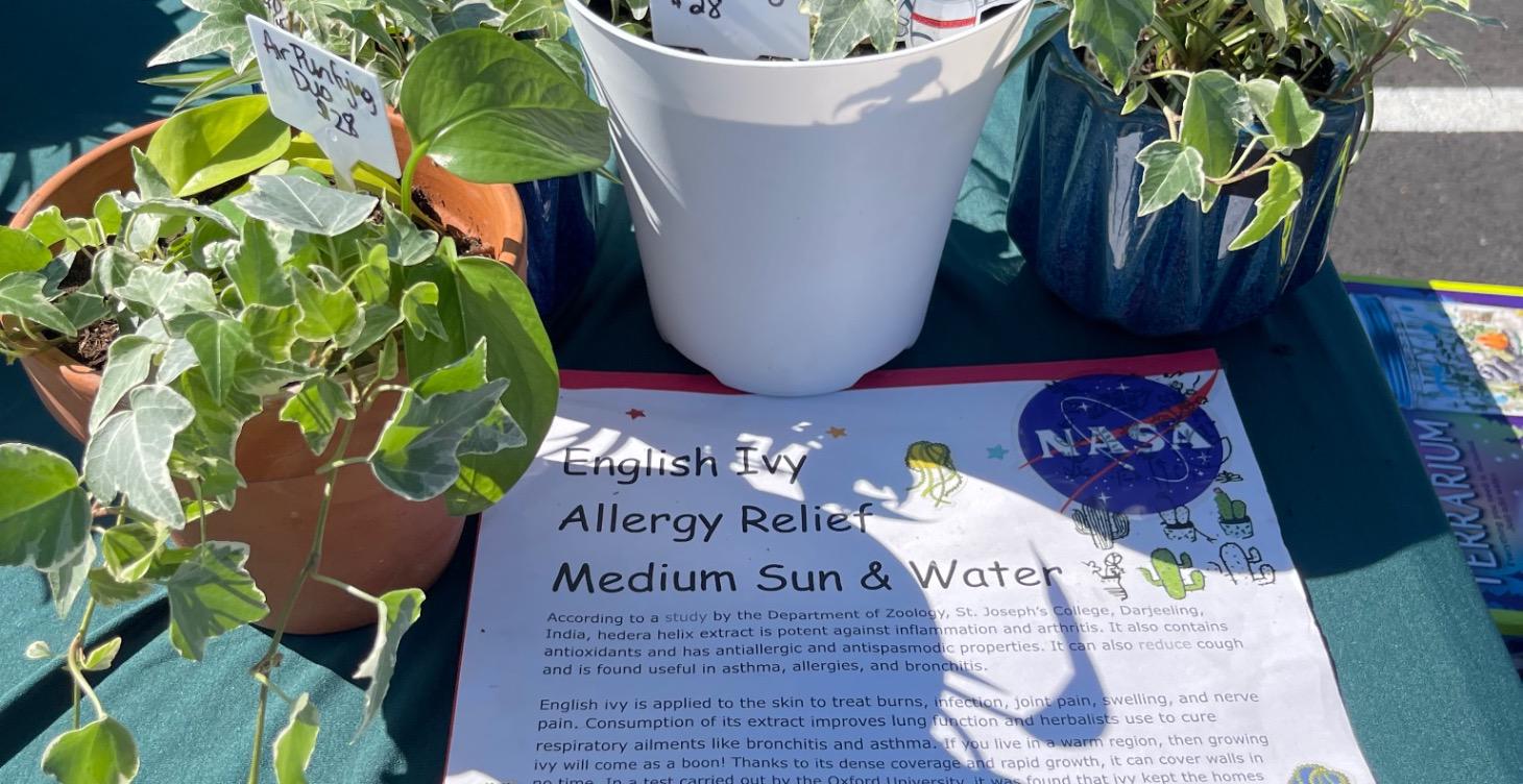 English Ivy #1 Best plant