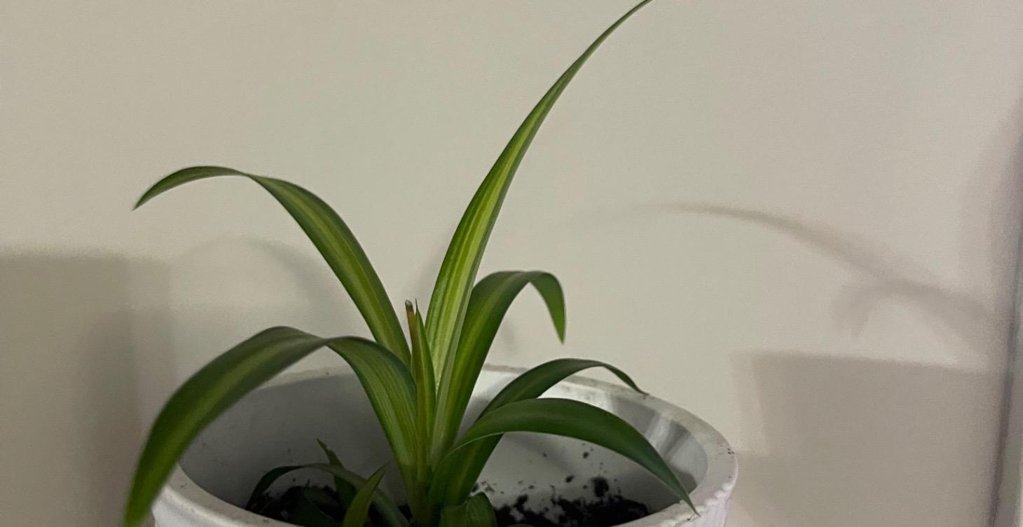 Snake Plants from Beginners to Experts
