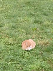 Flynn Schliederer